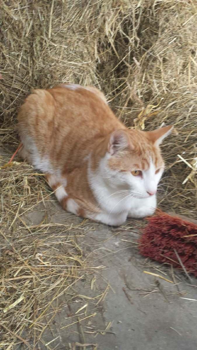 Blanding af racer mads billede 5