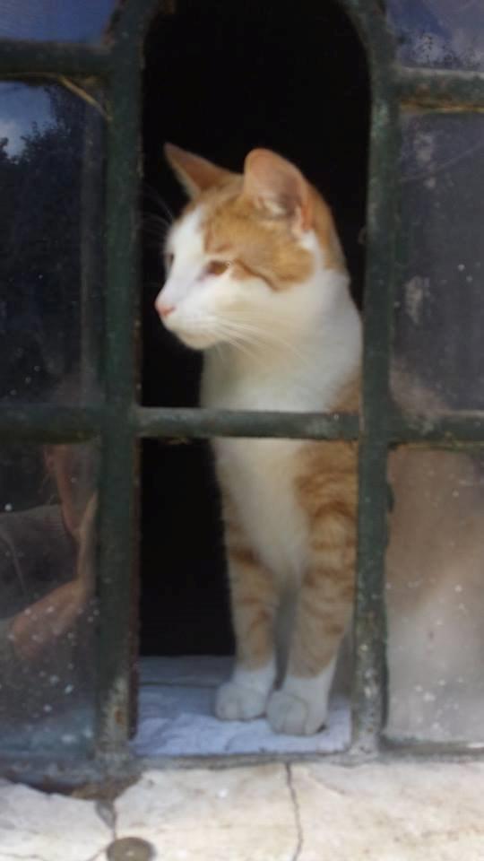 Blanding af racer mads billede 6