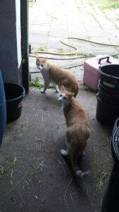 Blanding af racer mads billede 7