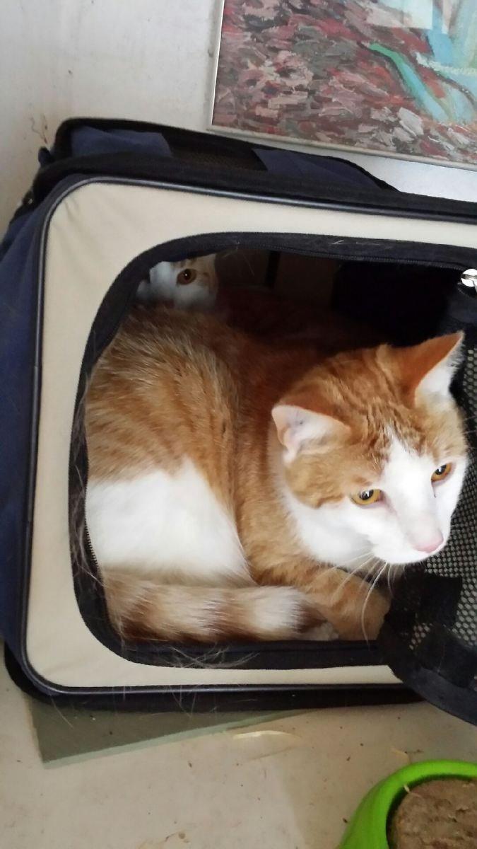 Blanding af racer mads billede 2