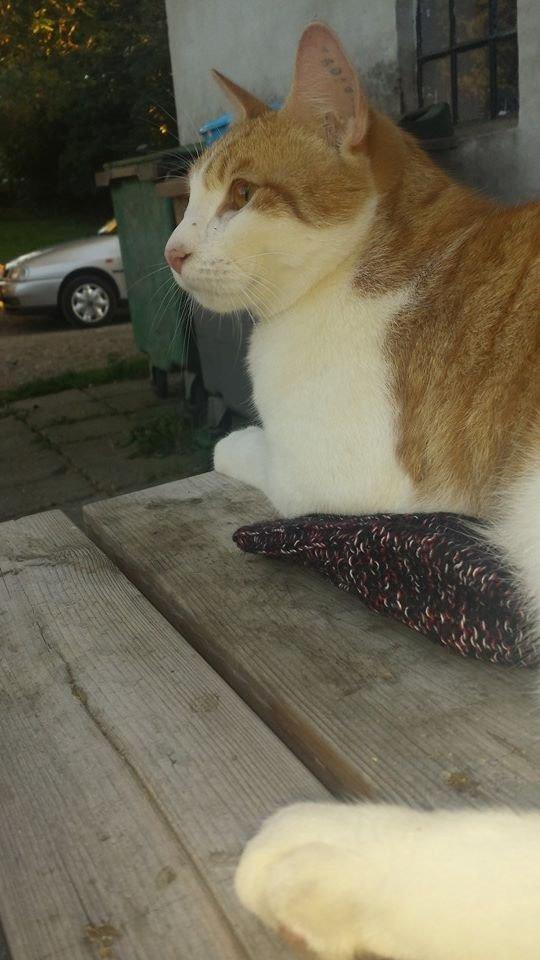 Blanding af racer mads billede 8