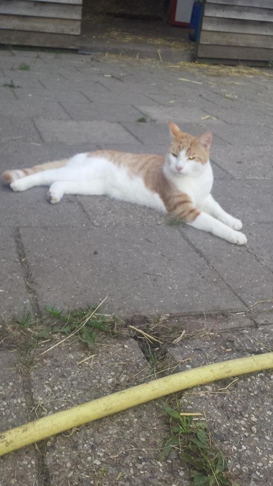 Blanding af racer mads billede 12