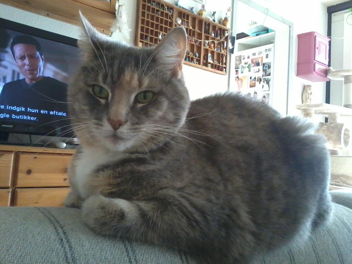 Huskat himmel kat kitte og mille - himmel kat mille billede 5