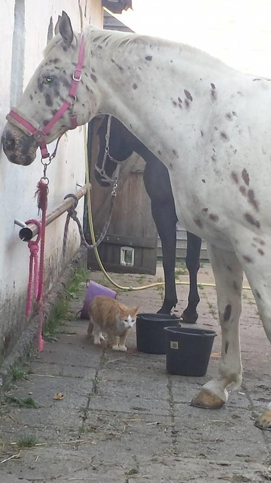 Blanding af racer mads billede 9