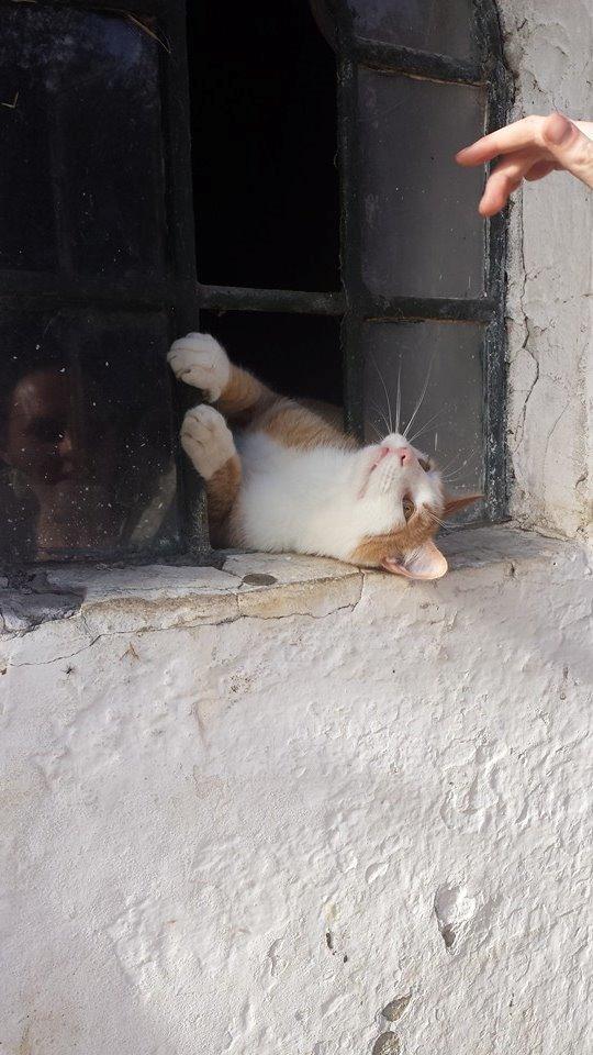 Blanding af racer mads billede 10