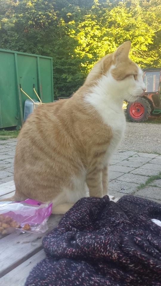 Blanding af racer mads billede 11