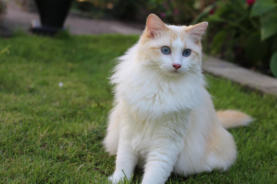 Ragdoll Chubby (DK Vandoll Royal Ricco) - Ca. 1 år gammel billede 1