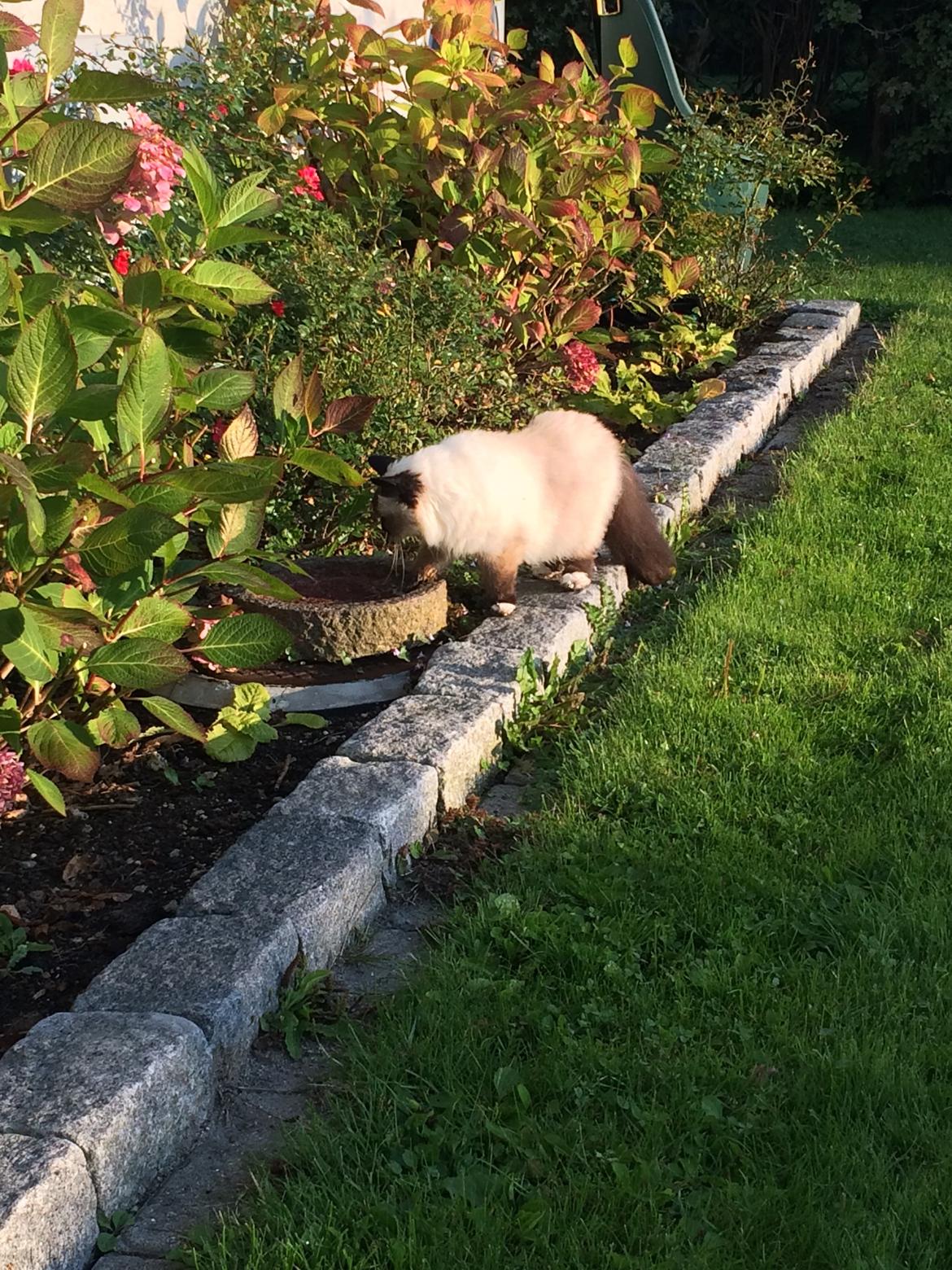 Hellig Birma Kamlini's Bella billede 7