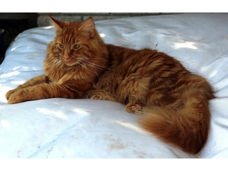 Maine Coon Leopold Firefox billede 1