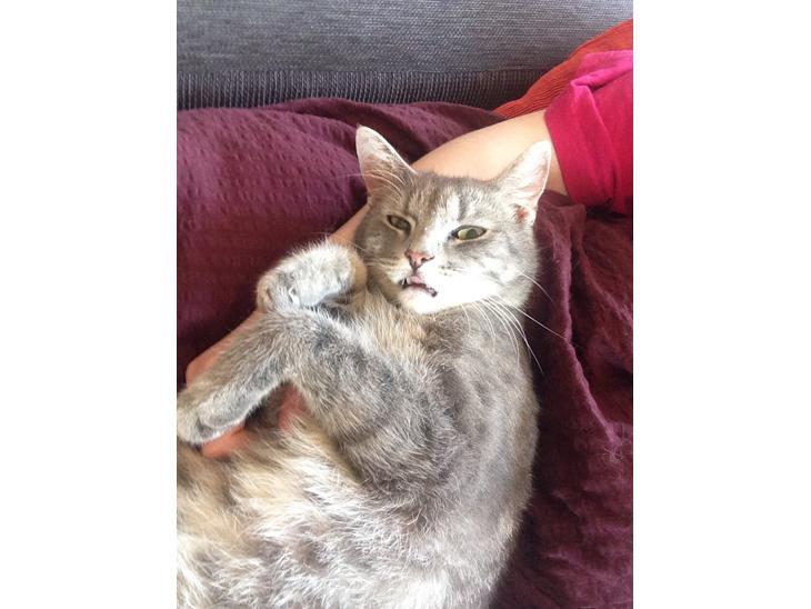 {{currentPhoto.altText}} billede {{currentPhoto.number}}