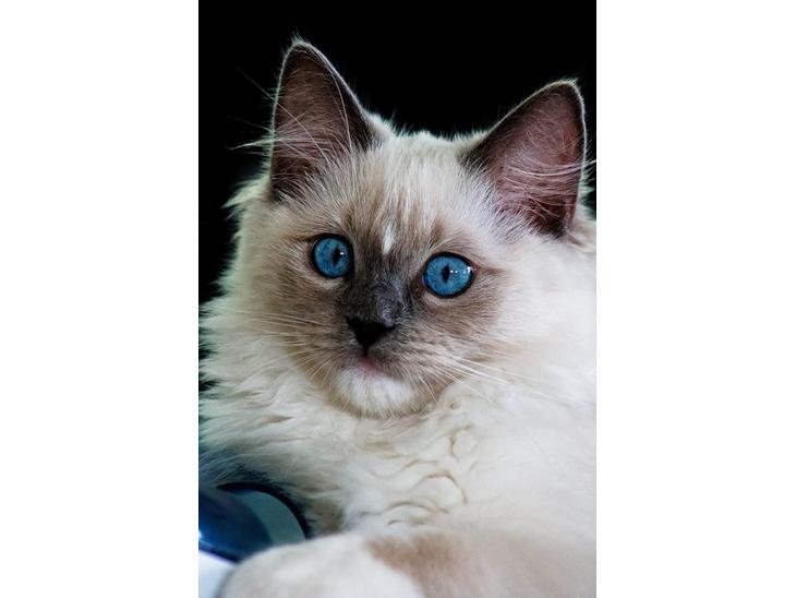 Ragdoll DK Maine Malawi’s Stuck On You. (Soya) billede 1