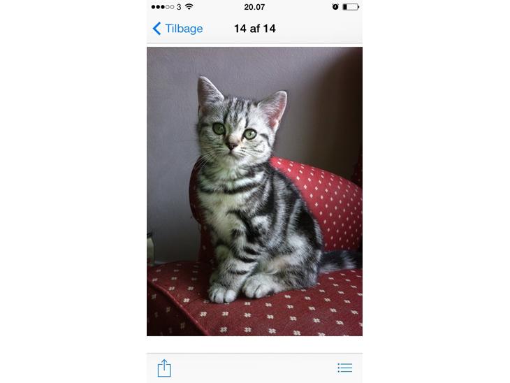 British Shorthair Luna billede 1
