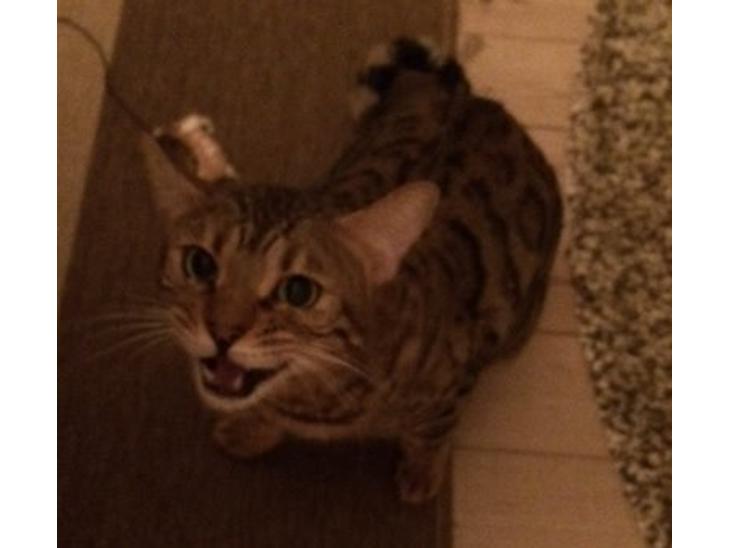 {{currentPhoto.altText}} billede {{currentPhoto.number}}