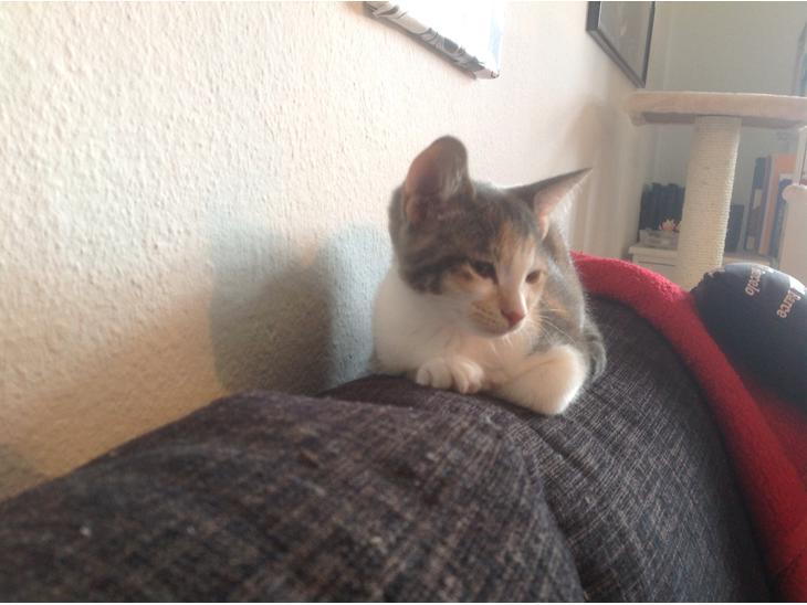 {{currentPhoto.altText}} billede {{currentPhoto.number}}