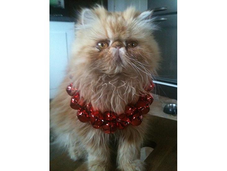 {{currentPhoto.altText}} billede {{currentPhoto.number}}