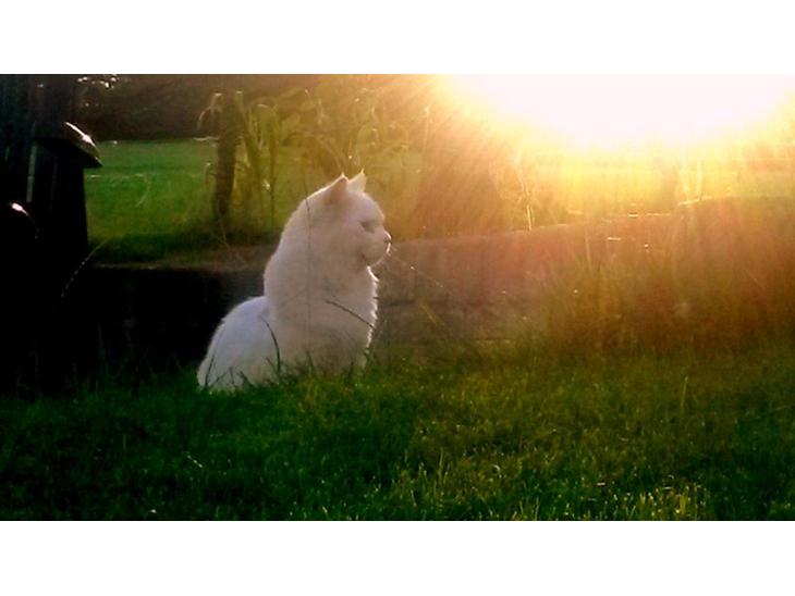 Maine Coon Dalsgaards Galant billede 1