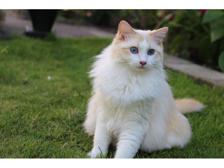 Ragdoll Chubby (DK Vandoll Royal Ricco) - Ca. 1 år gammel billede 1