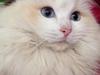 Ragdoll Fersken