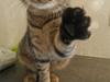 Huskat missen