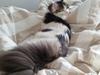 Maine Coon Charlie
