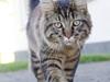 Maine Coon McAmigo