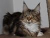 Maine Coon DK Proud Danish MoonDancer