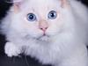 Ragdoll DK Maine Malawi’s Endless Love. (Føniks)