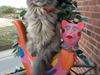 Maine Coon Mohi