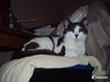 Huskat Batman (R.I.P)