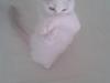Ragdoll Malou
