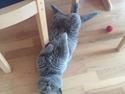 British Shorthair Xiro