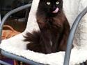 Maine Coon Bella