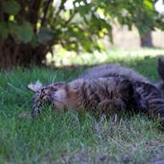 Maine Coon McAmigo