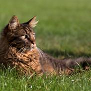 Maine Coon McAmigo