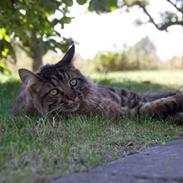 Maine Coon McAmigo