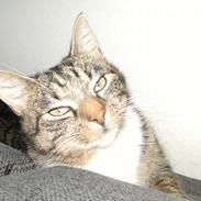 Huskat Louis