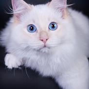 Ragdoll DK Maine Malawi’s Endless Love. (Føniks)
