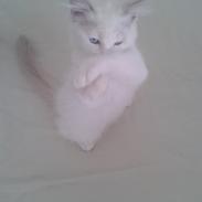 Ragdoll Malou