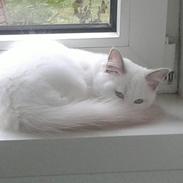 Ragdoll Malou