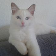Ragdoll Malou