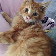Maine Coon Sylvester