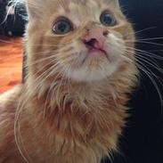 Maine Coon Sylvester