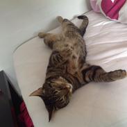 Huskat Oscar/Bosse