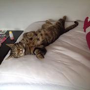 Huskat Oscar/Bosse