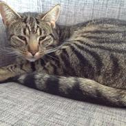 Huskat Oscar/Bosse