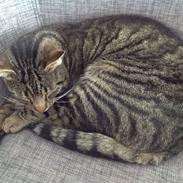 Huskat Oscar/Bosse