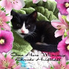 Blanding af racer Gaia Hera Mini-Snip Snude Hvidtfeldt