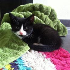 Blanding af racer Gaia Hera Mini-Snip Snude Hvidtfeldt