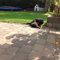 Blanding af racer Miv Venus Snude Hvidtfeldt