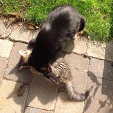 Blanding af racer Miv Venus Snude Hvidtfeldt